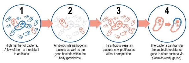 how-bacteria-build-resistance-at-the-cellular-level-online-public-health